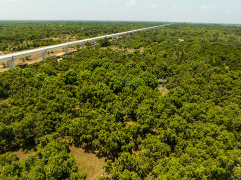 aerial view of mango trees in gujrat state of india