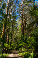 Fototapeta premium Scenic road in the forest Dandenong ranges botanic garden. Rhododendron Park. Australia, Victoria 12.27.2025