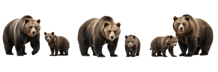 Majestic Grizzly Bear and Brown Bear Cub Isolated on White Background  Trio of North American Wildlife Family Portraits for Nature Design, Education, and Wilderness Graphics Assets © Freezan