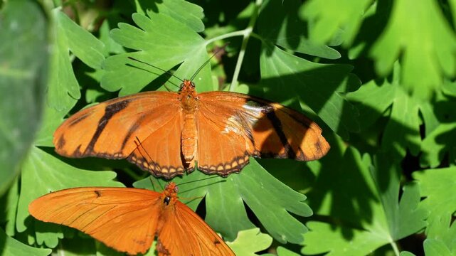 mating couple of julia butterflies engage in pheromone transfer courtship ritual