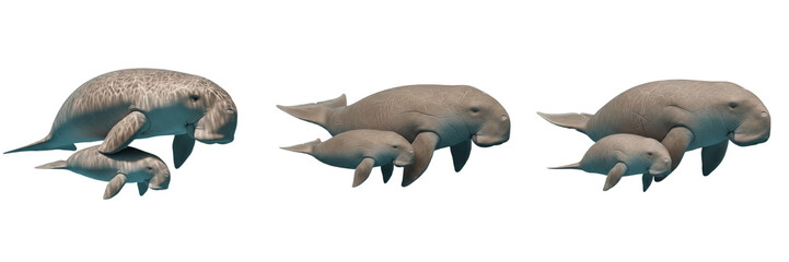 Dugong Mother and Calf Swimming, Marine Mammal Family Illustration Isolated on White, Sea Cow Wildlife Graphic for Education, Dugon Dugon Species Underwater Animals Clipart Design © Muusop