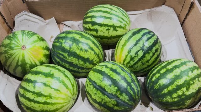 Fresh whole watermelons in a cardboard box, ripe green striped watermelons on a grocery store display