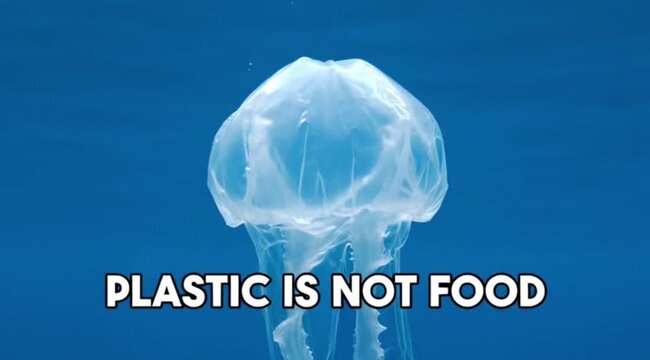 Clear plastic bag mistaken for a jellyfish in blue ocean waters symbolizes the global threat of marine pollution.