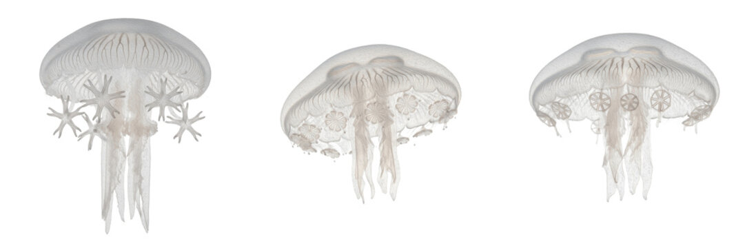 Translucent Moon Jellyfish with Ephyra Larvae Isolated on White Background - Aurelia Aurita Life Cycle Illustration, Marine Biology Photography, and Jellyfish Medusa Nature Science Art