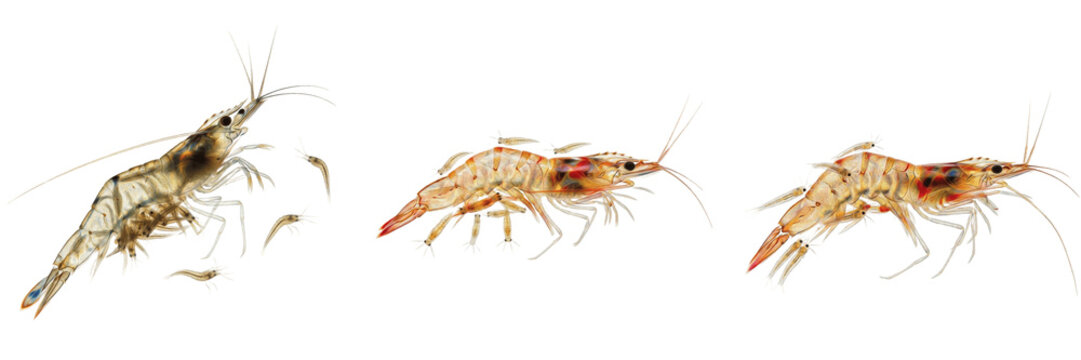 Transparent Glass Shrimp with Tiny Larvae Isolated on White Background - Freshwater Prawn Life Cycle Illustration, Aquarium Crustacean Wildlife Photography, and Marine Nature Art