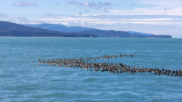 Common Murres Flock of seabirds floating in Kachemak Bay Near Gull Island on a sunny day close to Homer Alaska United States