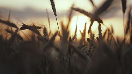 grown wheat at sunset, moving camera, have fun and enjoy © vla