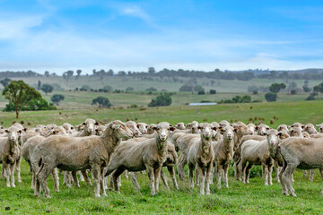 Obraz premium flock of sheep on pasture