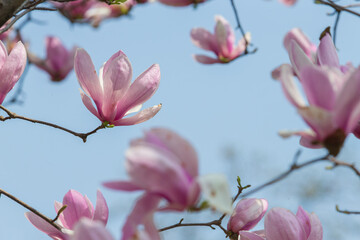 pink magnolia © 张苏云 张