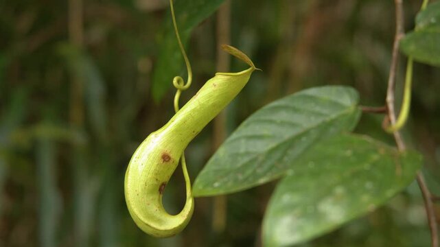 Carnivorous Pitcher Plant Hanging in the Tropical Jungle of Palau
