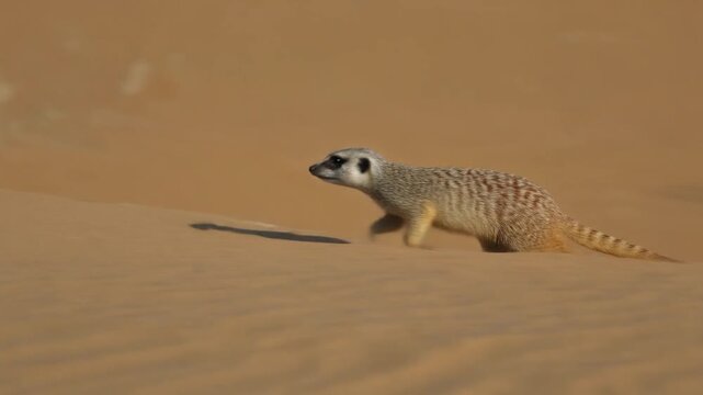 Meerkat running across sand dunes in the desert