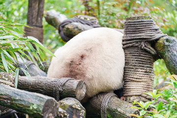 Fototapeta premium Cute Giant Panda, Ailuropoda melanoleuca or panda bear in forest at Chengdu Panda Breeding Research Center Dujiangyan. landmark and popular for tourists attractions in Chengdu, China.