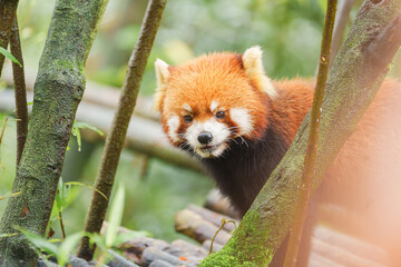 Fototapeta premium Cute Red Panda, Ailurus fulgens or lesser panda in forest at Chengdu Panda Breeding Research Center Dujiangyan. landmark and popular for tourists attractions in Chengdu, China. Travel and Vacation