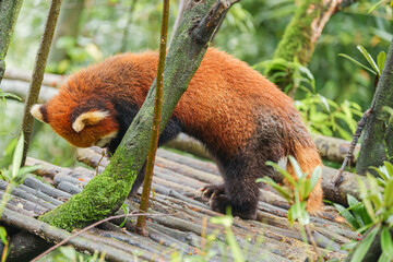 Fototapeta premium Cute Red Panda, Ailurus fulgens or lesser panda in forest at Chengdu Panda Breeding Research Center Dujiangyan. landmark and popular for tourists attractions in Chengdu, China. Travel and Vacation