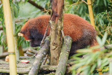 Fototapeta premium Cute Red Panda, Ailurus fulgens or lesser panda in forest at Chengdu Panda Breeding Research Center Dujiangyan. landmark and popular for tourists attractions in Chengdu, China. Travel and Vacation