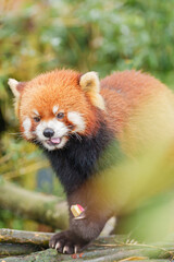 Fototapeta premium Cute Red Panda, Ailurus fulgens or lesser panda in forest at Chengdu Panda Breeding Research Center Dujiangyan. landmark and popular for tourists attractions in Chengdu, China. Travel and Vacation