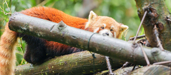 Fototapeta premium Cute Red Panda, Ailurus fulgens or lesser panda in forest at Chengdu Panda Breeding Research Center Dujiangyan. landmark and popular for tourists attractions in Chengdu, China. Travel and Vacation