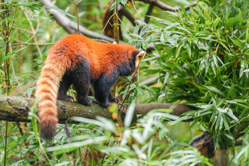 Fototapeta premium Cute Red Panda, Ailurus fulgens or lesser panda in forest at Chengdu Panda Breeding Research Center Dujiangyan. landmark and popular for tourists attractions in Chengdu, China. Travel and Vacation