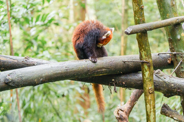 Fototapeta premium Cute Red Panda, Ailurus fulgens or lesser panda in forest at Chengdu Panda Breeding Research Center Dujiangyan. landmark and popular for tourists attractions in Chengdu, China. Travel and Vacation