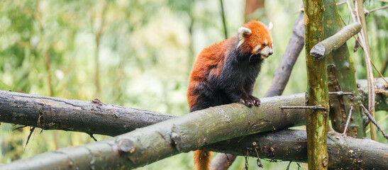 Fototapeta premium Cute Red Panda, Ailurus fulgens or lesser panda in forest at Chengdu Panda Breeding Research Center Dujiangyan. landmark and popular for tourists attractions in Chengdu, China. Travel and Vacation