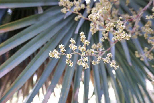 The rare flowering of a Talipot Palm (Corypha umbraculifera), featuring the world's largest branched inflorescence.