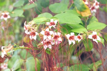 Spider Tresses flower close-up  a rare tropical climbing vine with elegant, thread-like tendrils cascading from the blossoms. © Ellevena