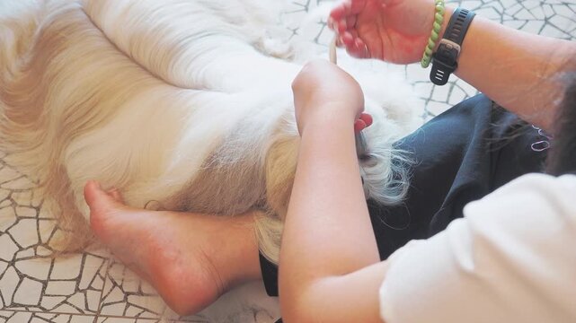 Owner of the long-haired Shih Tzu is grooming, brushing, and tying topknot inside the house.
