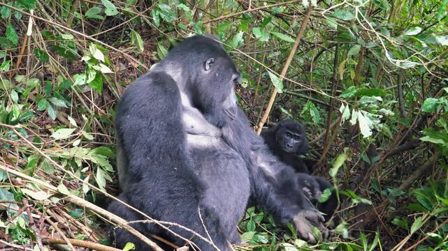 Gorilla family life scene. Wild silverback with baby gorilla in rainforest habitat environment. Primates caring and nurturing within dense jungle environment with lush foliage and natural surroundings