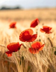 Fototapeta premium Red Poppies in Golden Wheat Field.