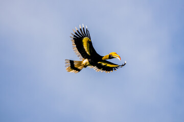 The bill and large hump are yellow. The face is black. The throat is white or yellowish-white. The body is black. The wings are black with a wide yellow stripe running down the middle of the wings. © Pluto Mc