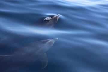Two bottlenose dolphins. © Ekaterina