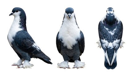 Lahore fancy pigeon breed with feathered feet isolated on white background. © zahira