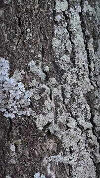 Vertical pan of Macro texture of rough tree bark with lichen. Natural organic wooden surface close-up.