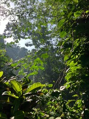 Fototapeta premium Dense tropical forest with green leaves and natural light