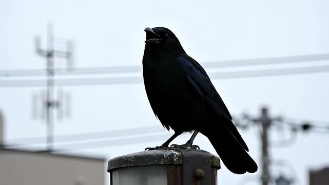 Crow Cawing on Urban Post Against Overcast Winter Sky