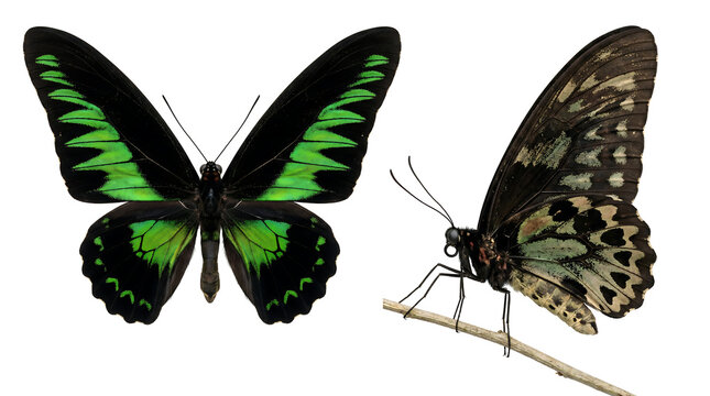 Male Rajah Brooke's Birdwing butterfly with green and black wings from Malaysia and Borneo