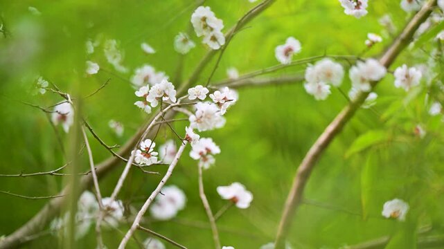Spring Flowers Swaying in the Breeze