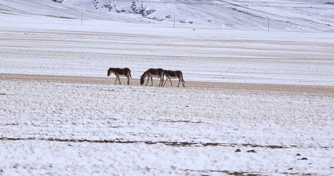 Equus kiang in high altitude grassland