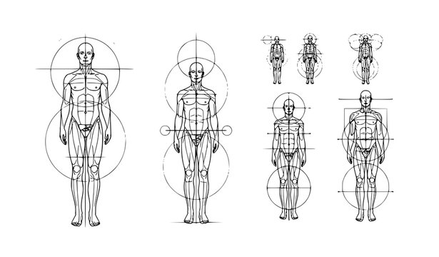 Abstract human proportion diagram vector illustration geometric anatomy