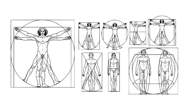Human proportion study vector inspired by classical anatomy geometric design