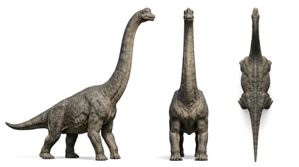 Fototapeta premium Brachiosaurus dinosaur 3D models in side front and top view isolated on white background