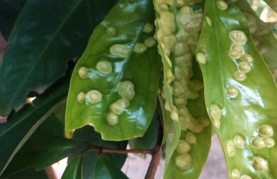 Close up photo of a guava leaf showing disease symptoms with galls and damaged leaf tissue