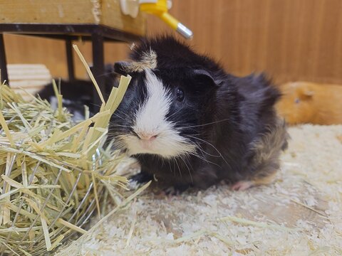 Close up of a cute black and white guinea pig eating hay