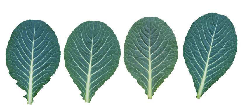 Four identical green cabbage leaves with prominent veins.