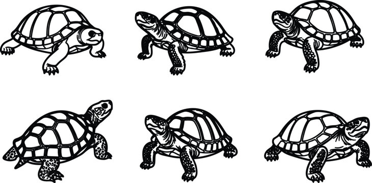 Six turtles in various poses walking and moving slowly on white background  illustration