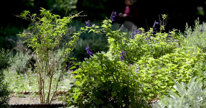 Diverse passersby walking sunlit path, sunlight drawing them past purple flowers, phone, backpack