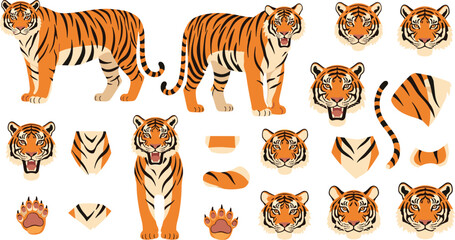 Fototapeta premium Tiger Body Parts and Full Body Illustration Set with Heads, Paws, Tails, and Markings Wildlife Vector Collection for Design, Education, and Creative Projects