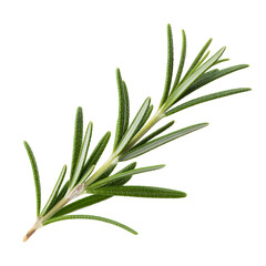 Fototapeta premium Sprig of rosemary on white background herb green leaves