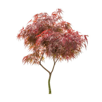 Small tree with slender green stem and red leaves japanese maple