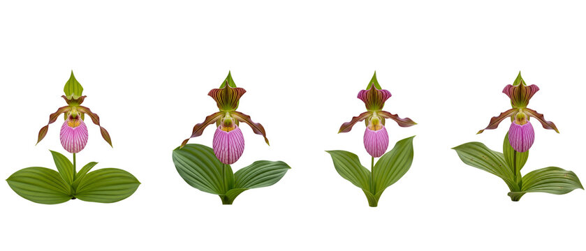 Four Lady Slipper Orchids Displayed Individually on White Background.